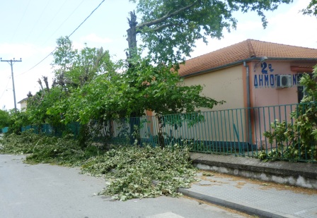 Έκοψε τα δέντρα στο 2ο δημοτικό Αλεξάνδρειας η ΔΕΗ και τα άφησε εκεί!