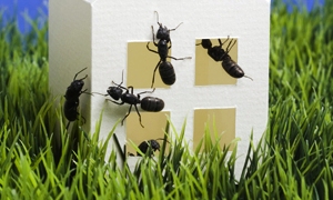 Ποια είναι η φυσική μυρωδιά που δεν αντέχουν τα μυρμήγκια και οι κατσαρίδες;