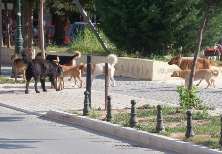 Επίθεση από αδέσποτα δέχτηκε πολίτης της Αλεξάνδρειας στη Βέροια