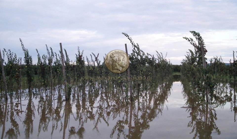 Αναγνώστης: Στάσιμα νερά στα πλημμυρισμένα χωράφια του Λουτρού (εικόνες)