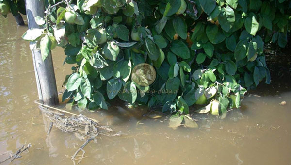Αναγνώστης: Πλημμυρισμένο παραμένει το χωράφι μου στην Αλεξάνδρεια (εικόνες)