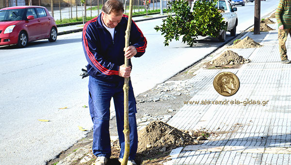 Φυτεύουν νέες μανόλιες μπροστά στο 2ο Λύκειο Αλεξάνδρειας (φώτο)