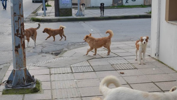 Αδέσποτα σκυλιά επιτέθηκαν σε ζευγάρι στον πεζόδρομο της Αλεξάνδρειας