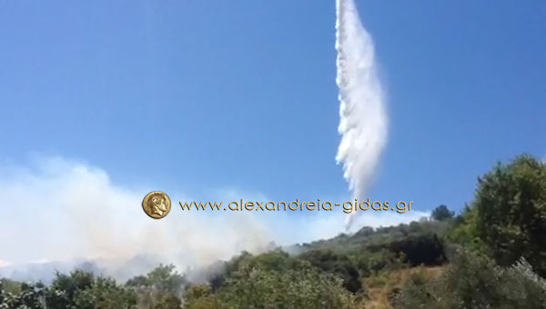 Μοναδικό βίντεο με την παρέμβαση καναντέρ στη μεγάλη φωτιά της Βέροιας