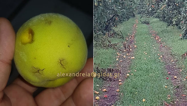 Ανεμοθύελλα και χαλάζι χτύπησαν χωράφι γνωστού προπονητή της περιοχής μας (φώτο)