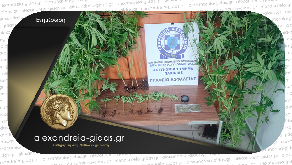 Σύλληψη σε περιοχή της Αλεξάνδρειας – καλλιεργούσε 31 δενδρύλλια κάνναβης στην αυλή του